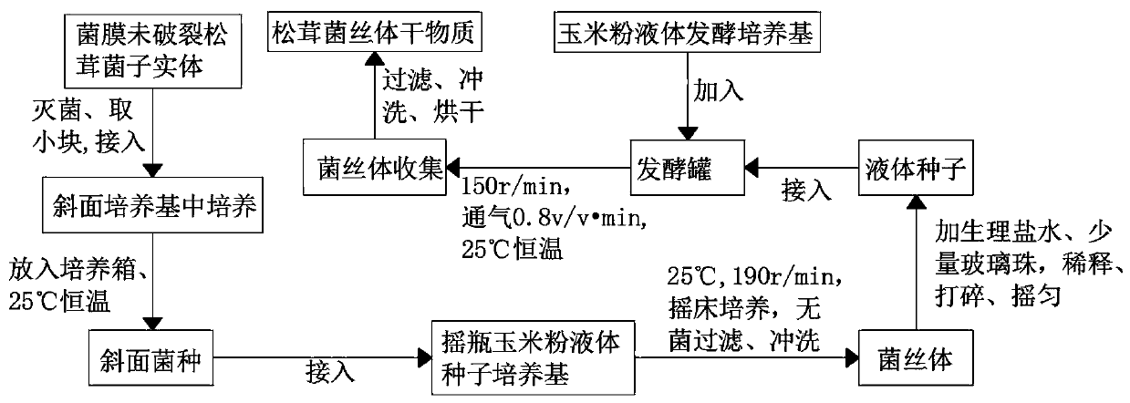 Production process for producing tricholoma matsutake mycelium from corn powder fermentation