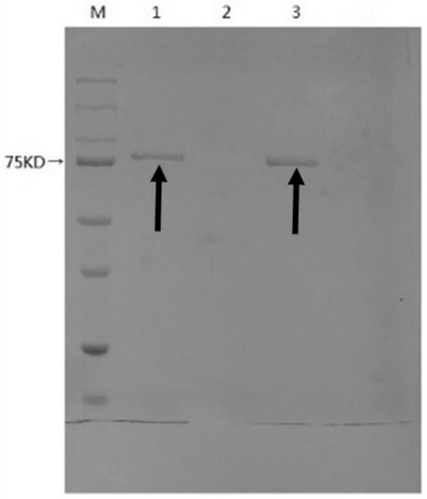 A β-glucosidase with increased resistance to trypsin