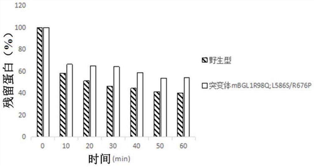 A β-glucosidase with increased resistance to trypsin