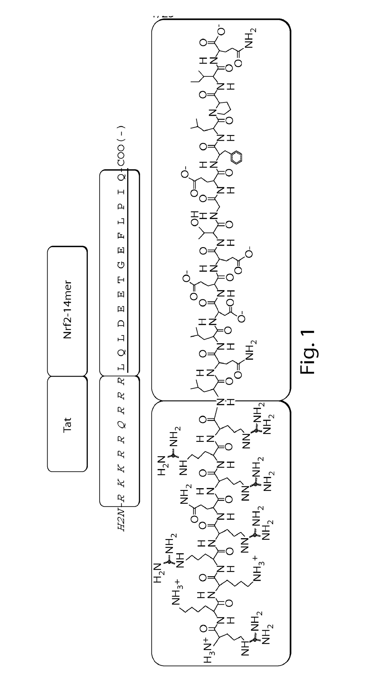 Delivery of nrf2 as therapy for protection against reactive oxygen species