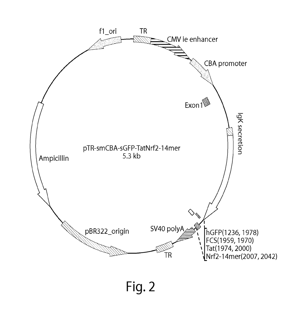 Delivery of nrf2 as therapy for protection against reactive oxygen species