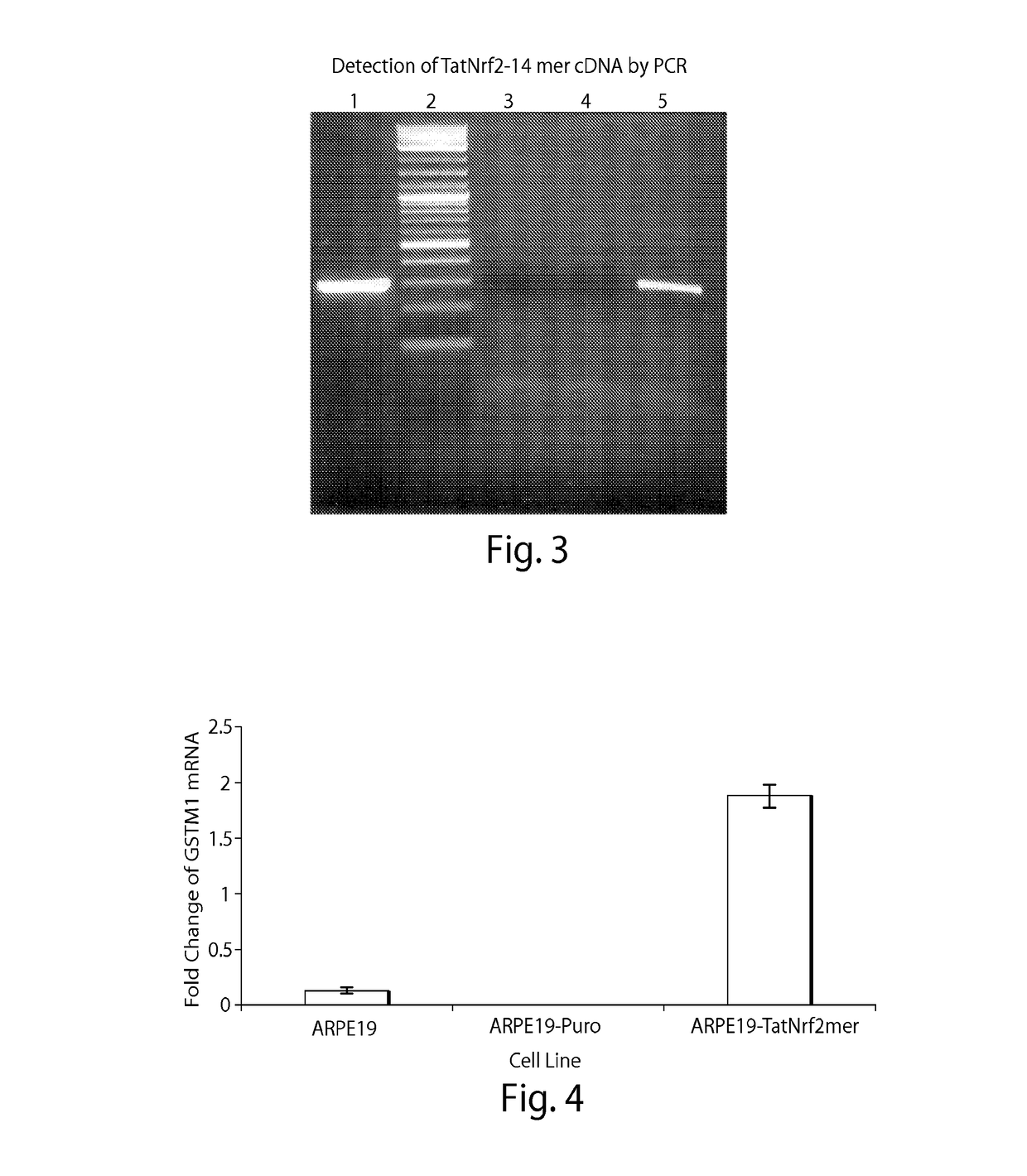 Delivery of nrf2 as therapy for protection against reactive oxygen species