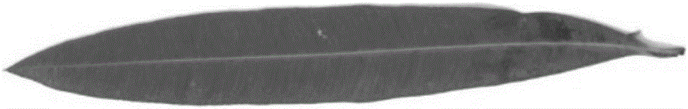 Leaf image multi-feature integrated plant species identification method and device