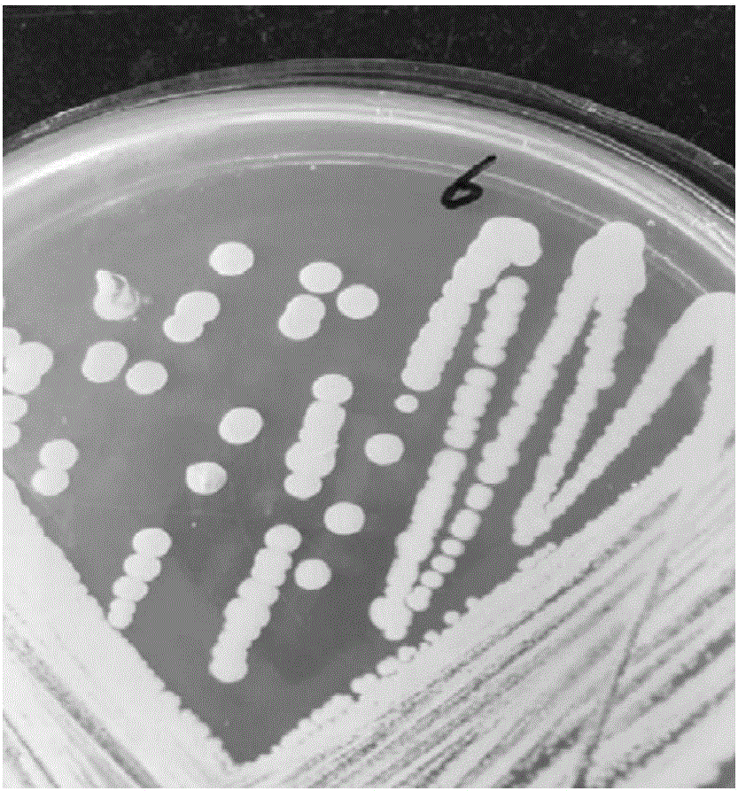 Bacillus megatherium QBJP-F6 and application thereof