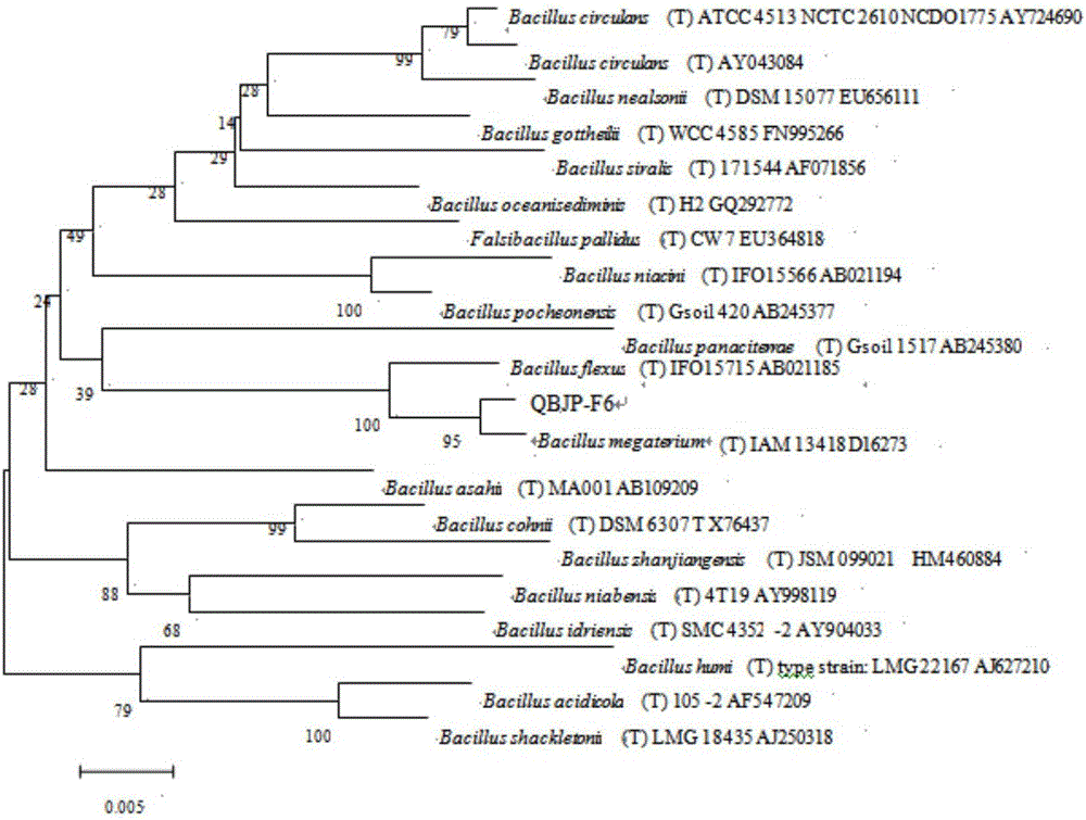 Bacillus megatherium QBJP-F6 and application thereof