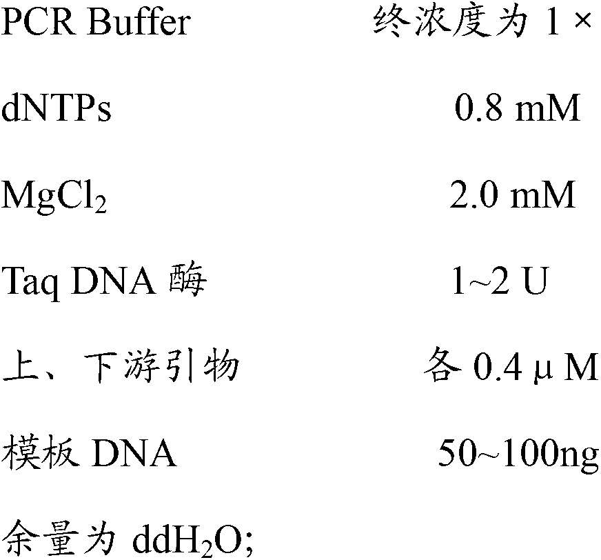 Molecular specificity marker primer and method for distinguishing Chinese bolete and European bolete