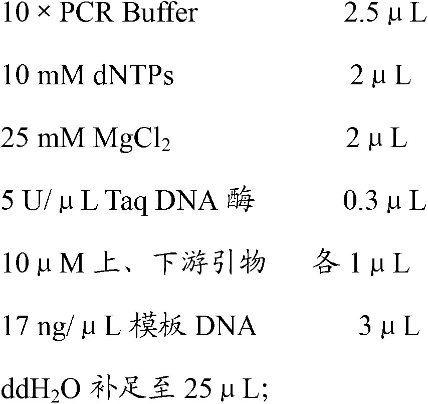 Molecular specificity marker primer and method for distinguishing Chinese bolete and European bolete