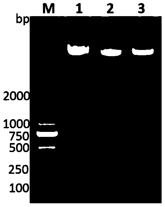 Hepatic abscess-causing Klebsiella pneumoniae specific gene sequence lak and its application