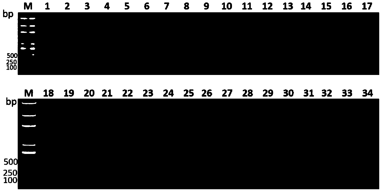 Hepatic abscess-causing Klebsiella pneumoniae specific gene sequence lak and its application