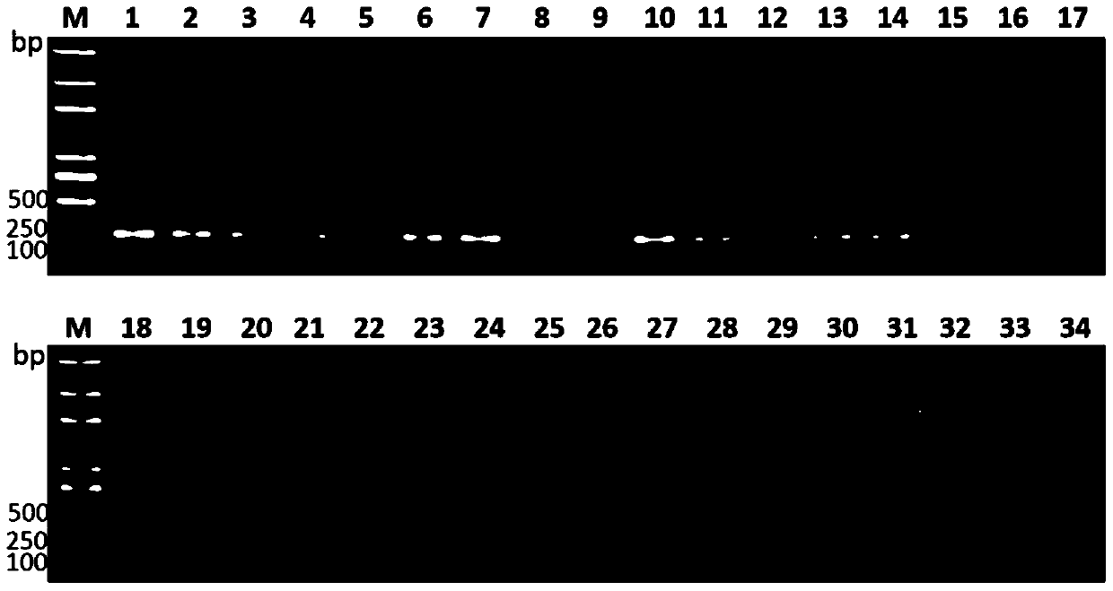 Hepatic abscess-causing Klebsiella pneumoniae specific gene sequence lak and its application