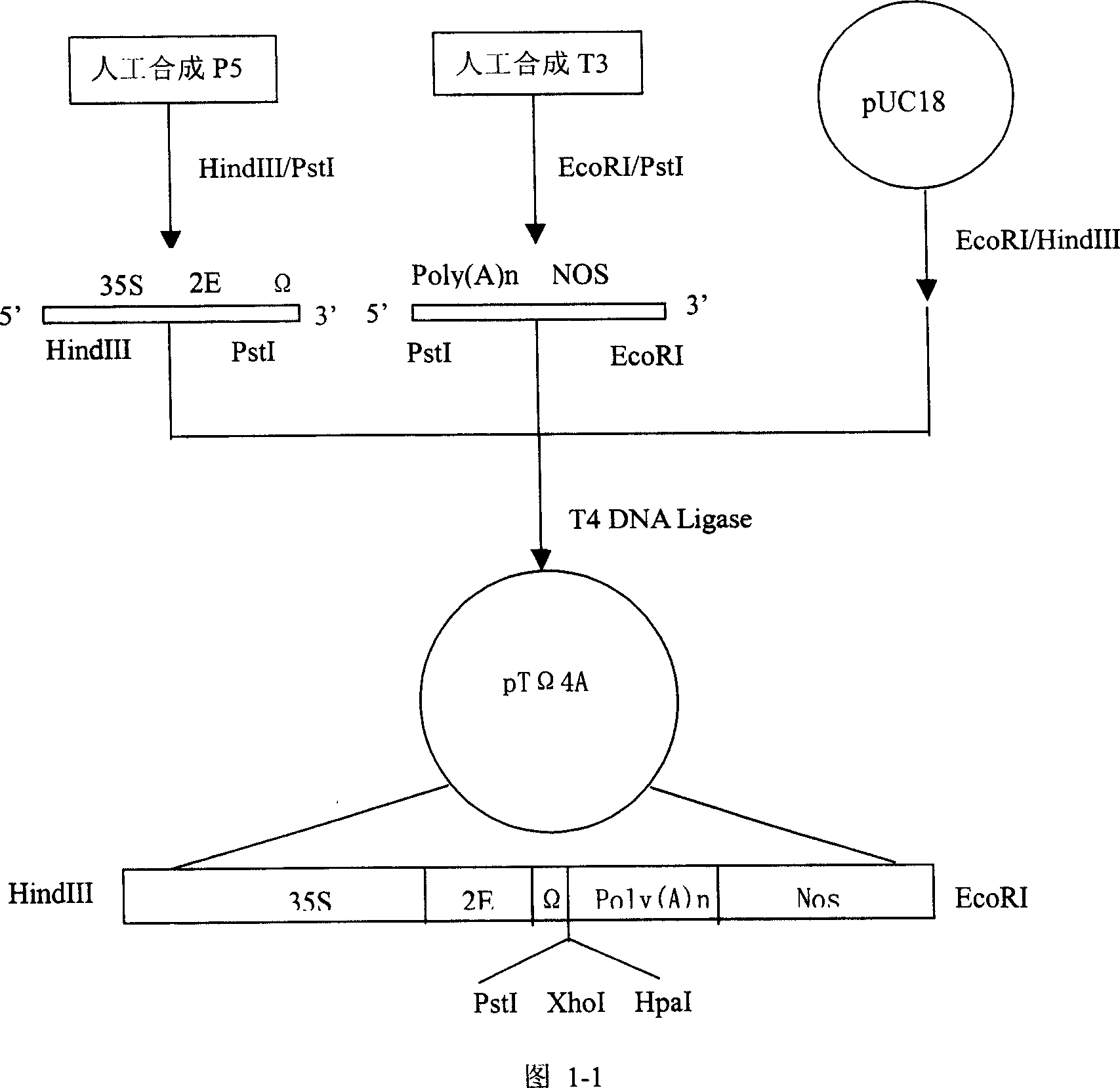 Nucleotide sequence encoding defence response gene of sea island cotton, plant expression vector and plant cell containing the sequence