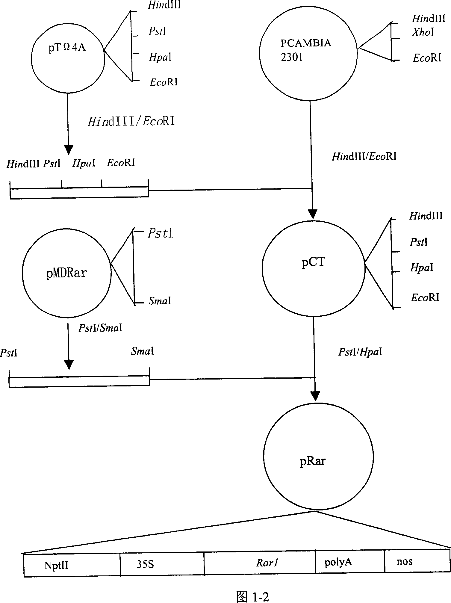 Nucleotide sequence encoding defence response gene of sea island cotton, plant expression vector and plant cell containing the sequence