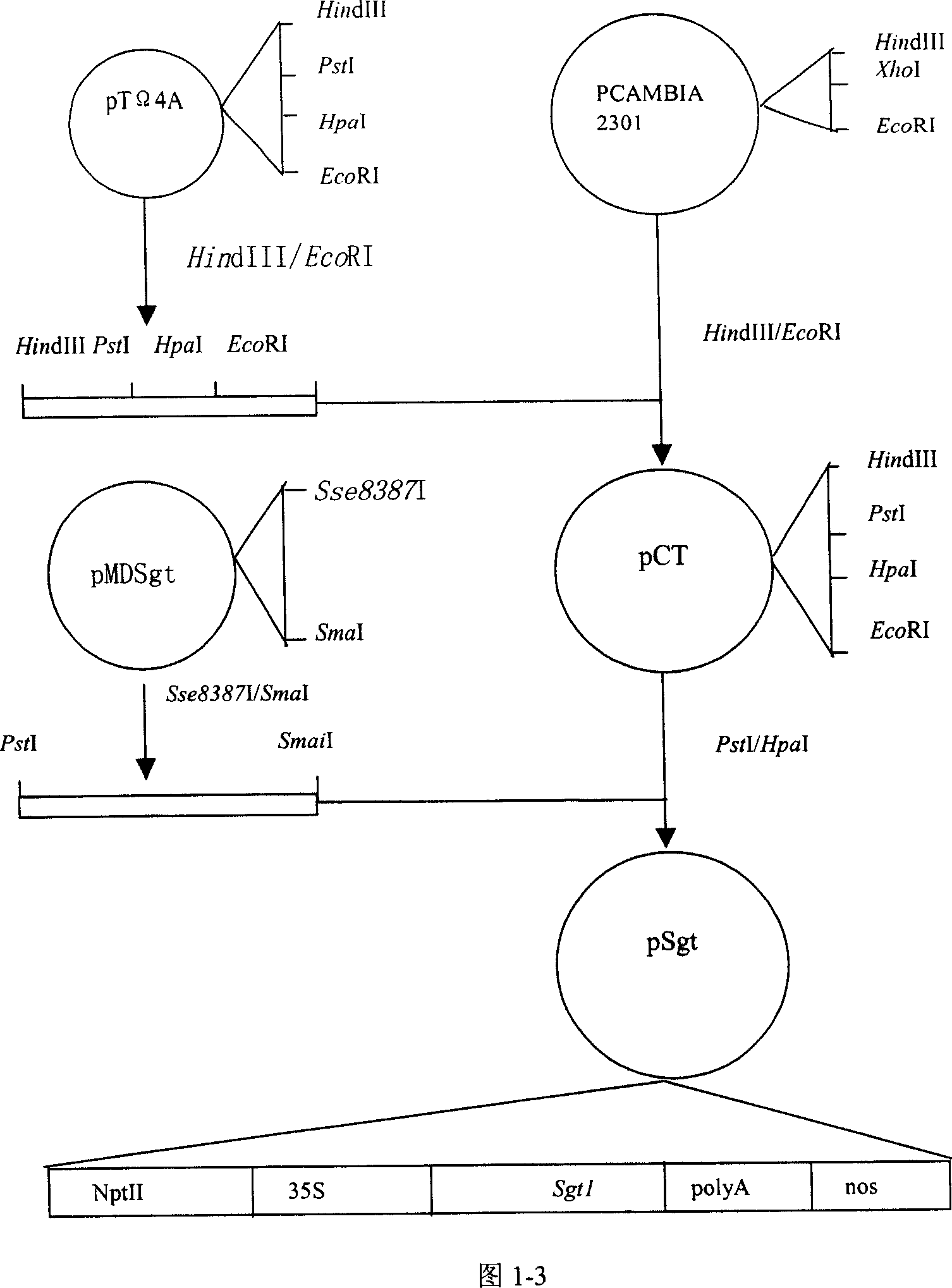 Nucleotide sequence encoding defence response gene of sea island cotton, plant expression vector and plant cell containing the sequence