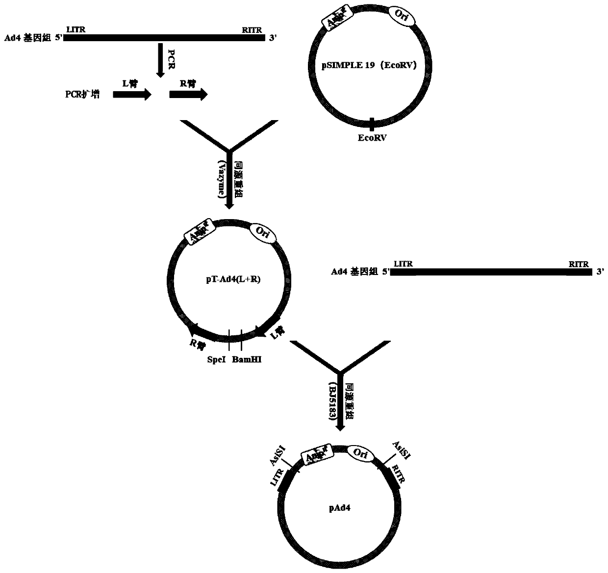 Replication-defective recombinant human-type-4 adenovirus, and preparation method and application thereof