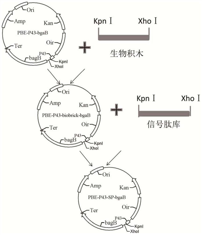 A signal peptide that can be used to improve secretion efficiency and its application