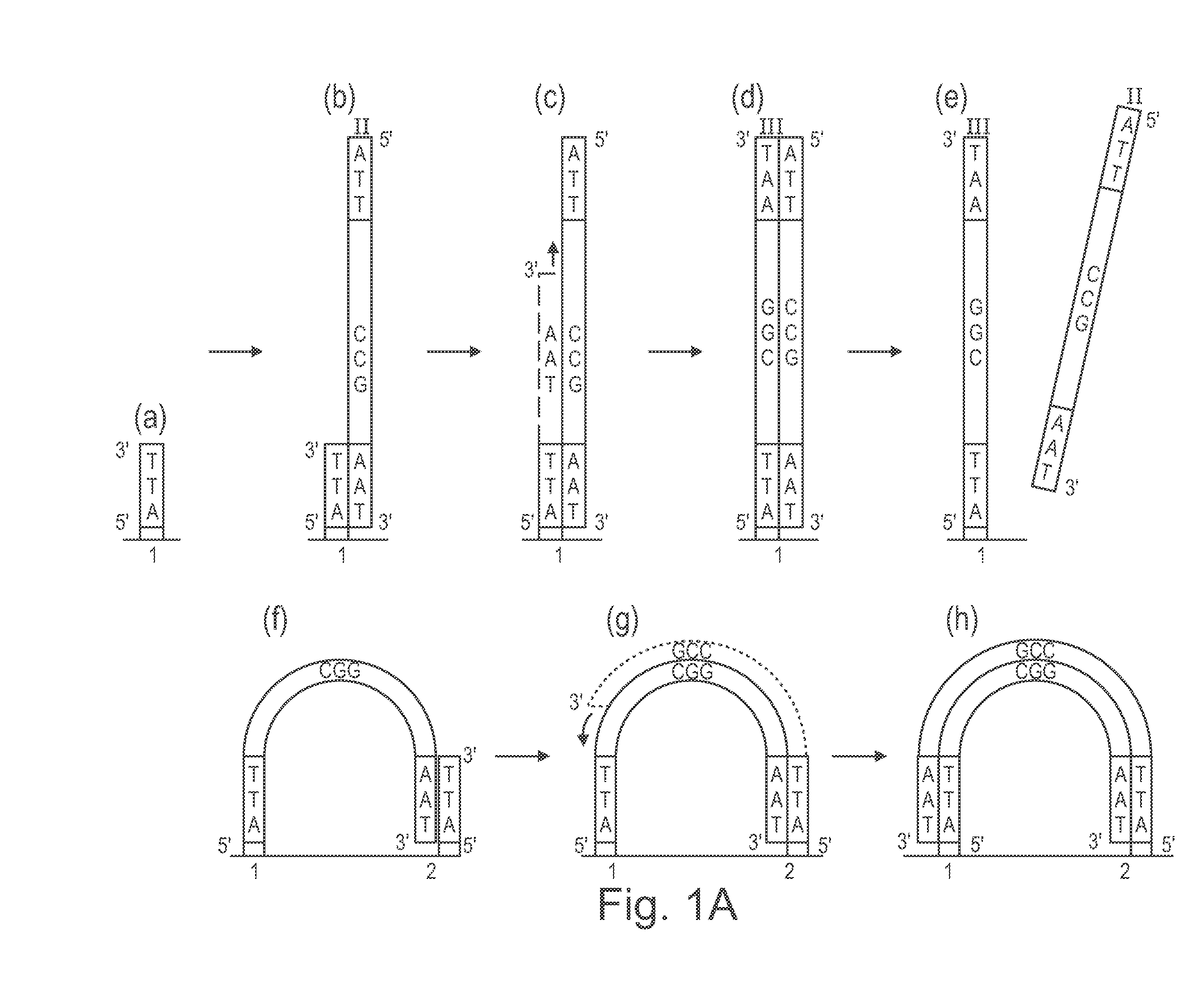 Method of nucleic acid amplification