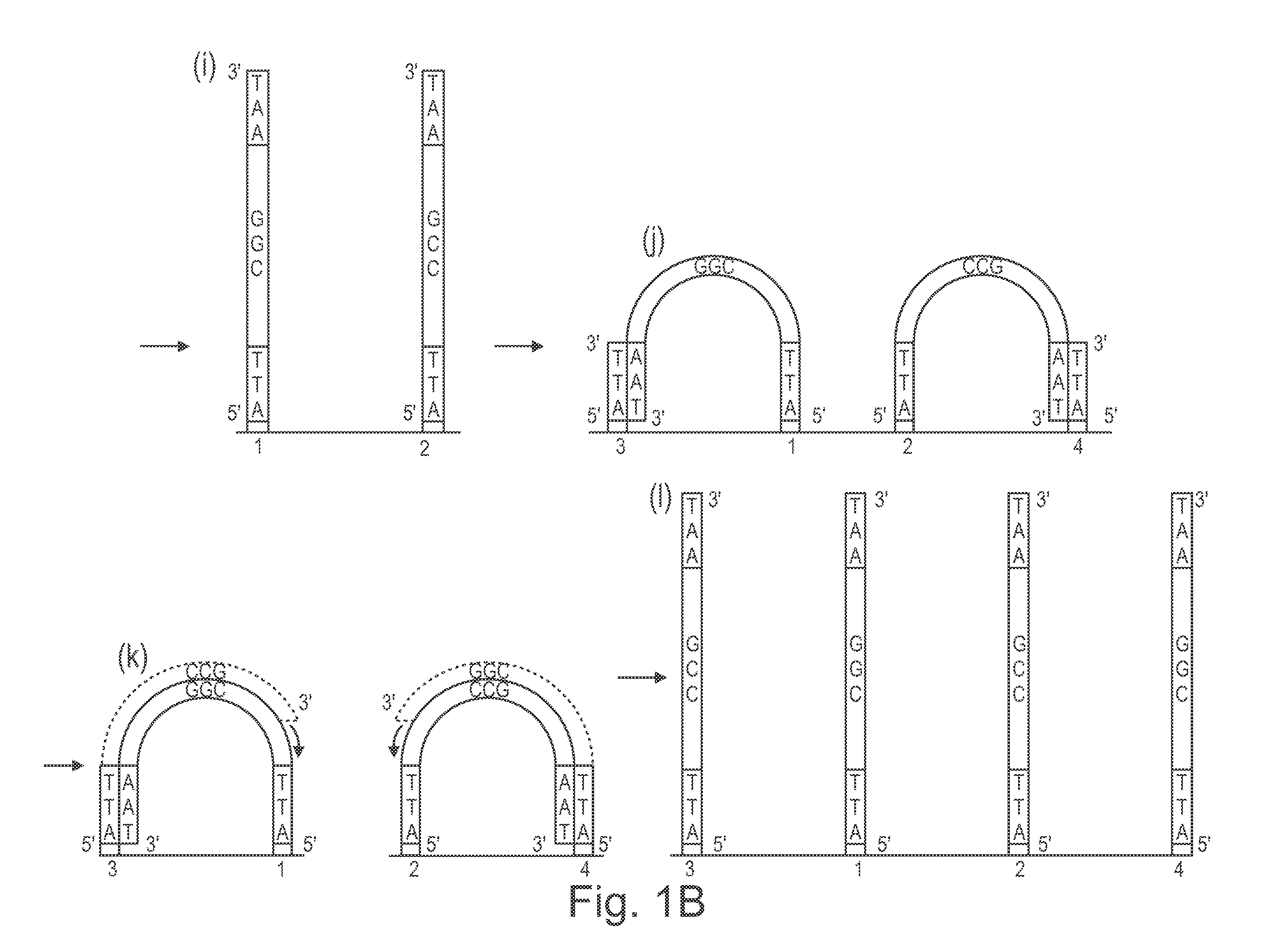 Method of nucleic acid amplification