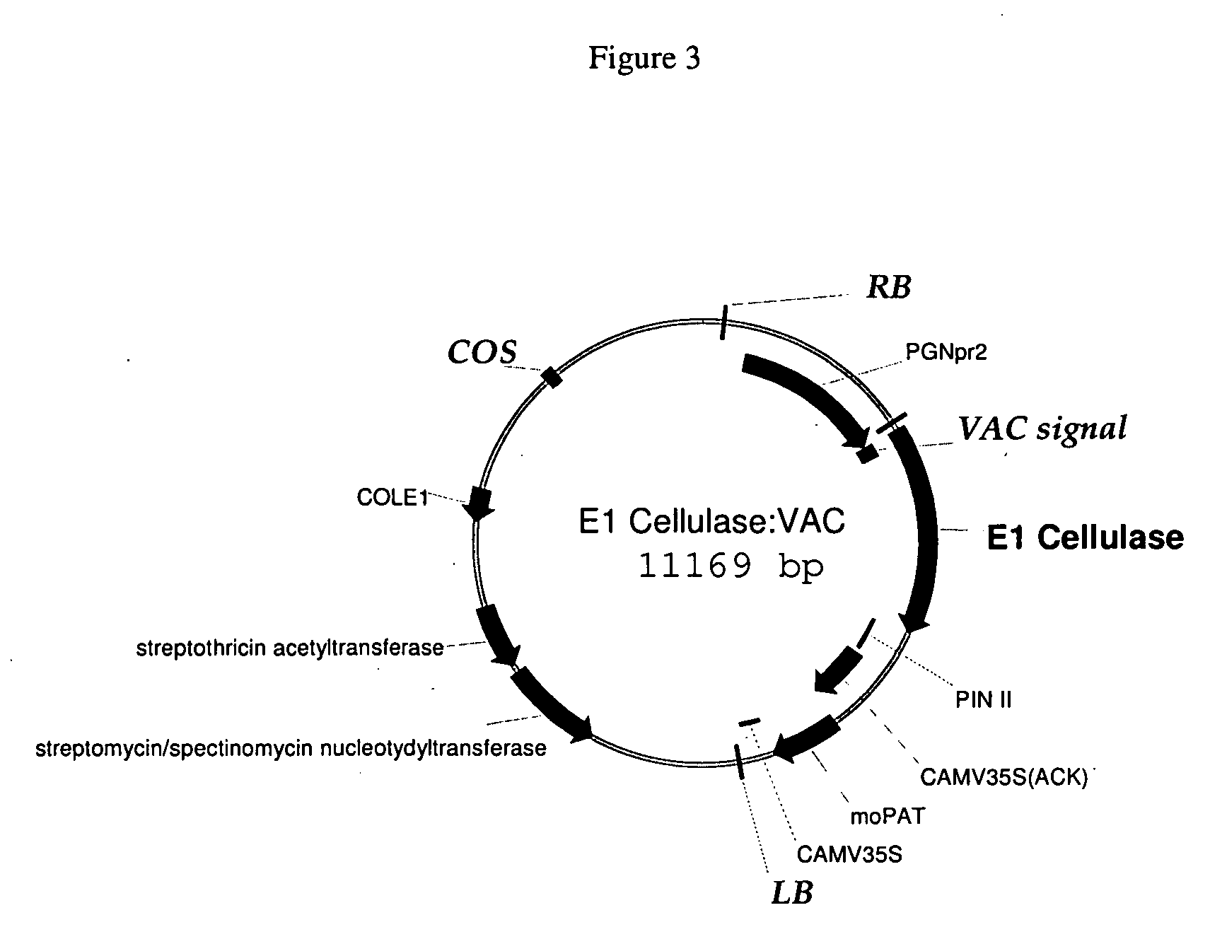 Commercial production of polysaccharide degrading enzymes in plants and methods of using same