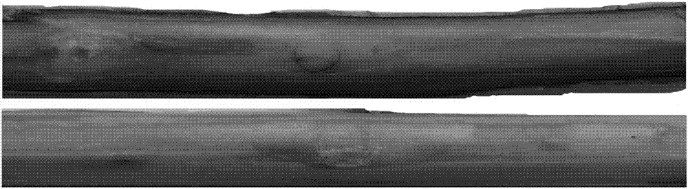 Identification and evaluation method for canker resistance of kiwi fruit