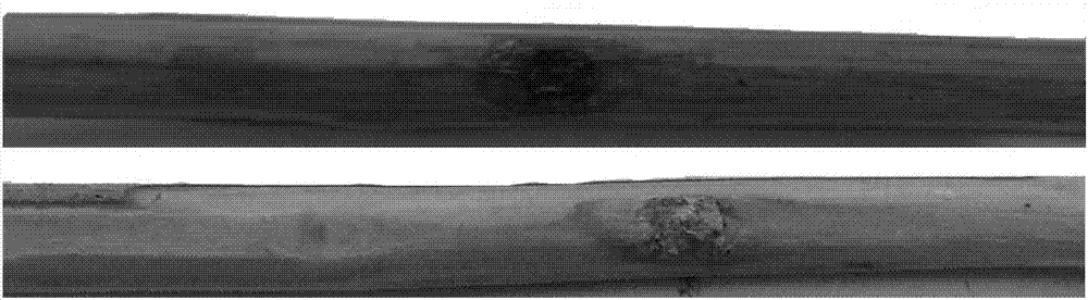 Identification and evaluation method for canker resistance of kiwi fruit