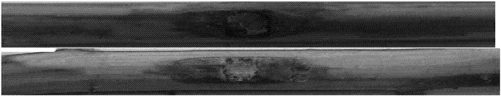 Identification and evaluation method for canker resistance of kiwi fruit