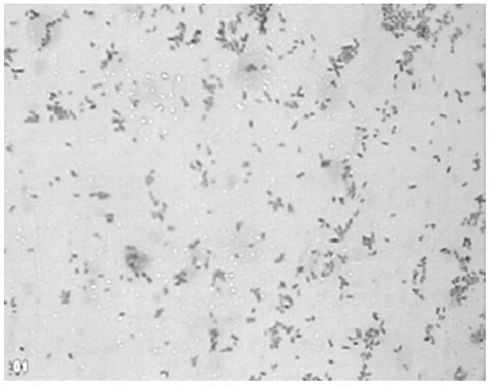 Cypermethrin- and/or deltamethrin- degrading bacterium in seawater environment, and separation, purification and applications thereof