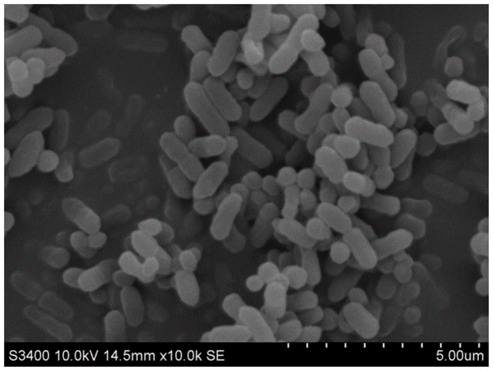 Cypermethrin- and/or deltamethrin- degrading bacterium in seawater environment, and separation, purification and applications thereof