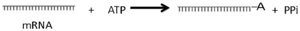 Method and Application of Monitoring mRNA Poly(A) Tail Length