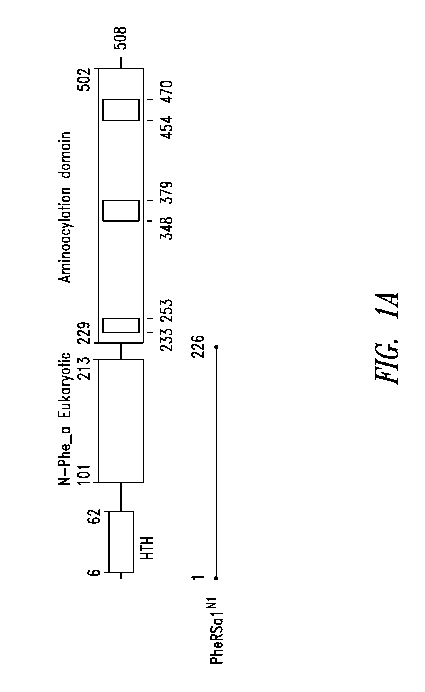 Innovative discovery of therapeutic, diagnostic, and antibody compositions related to protein fragments of phenylalanyl-alpha-tRNA synthetases