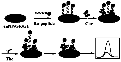 Method for determining cortex actin by electrochemical luminescence