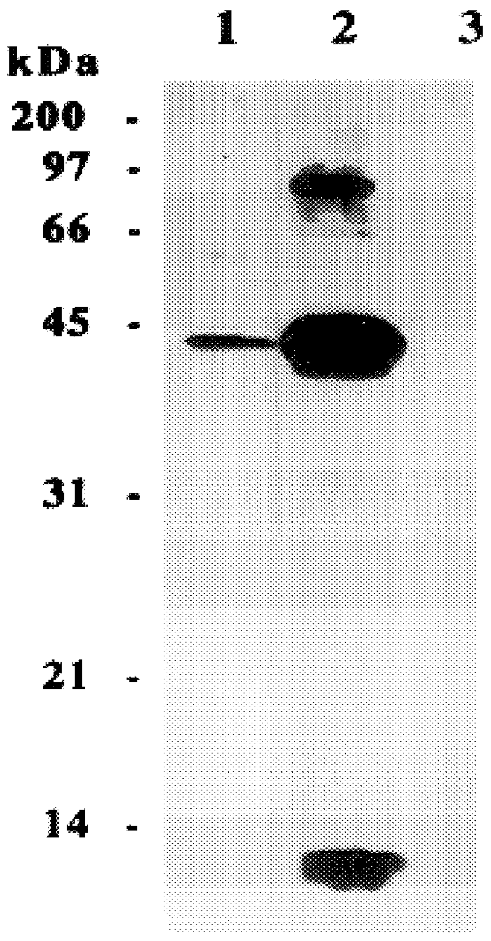 Affinity biotinylation