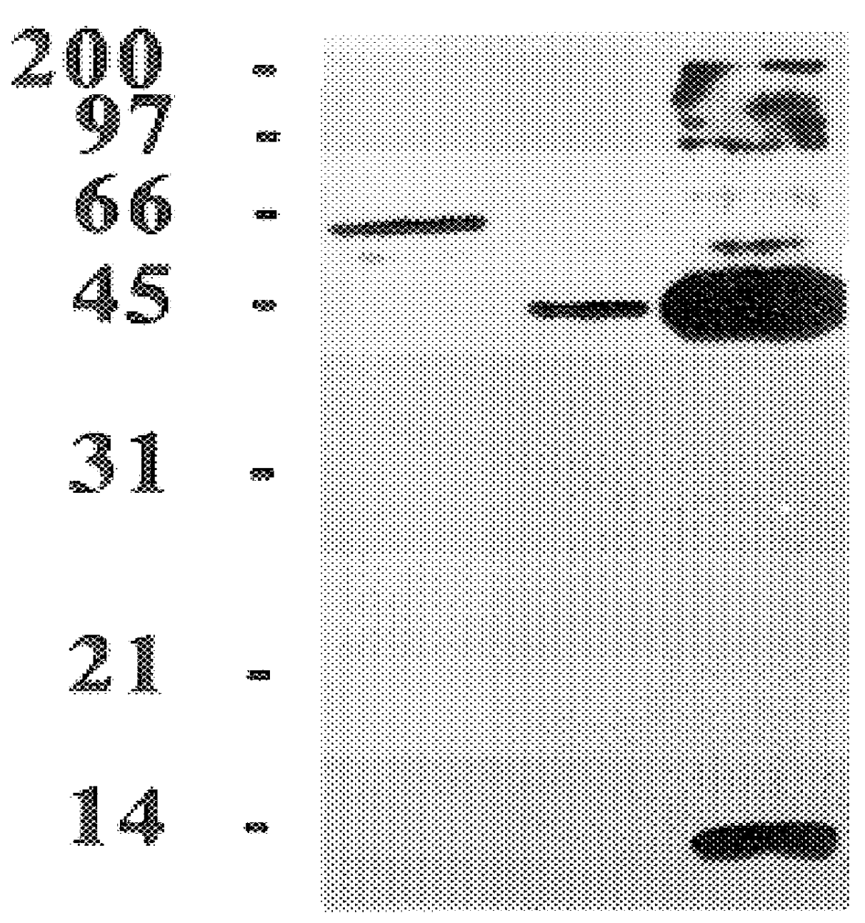 Affinity biotinylation