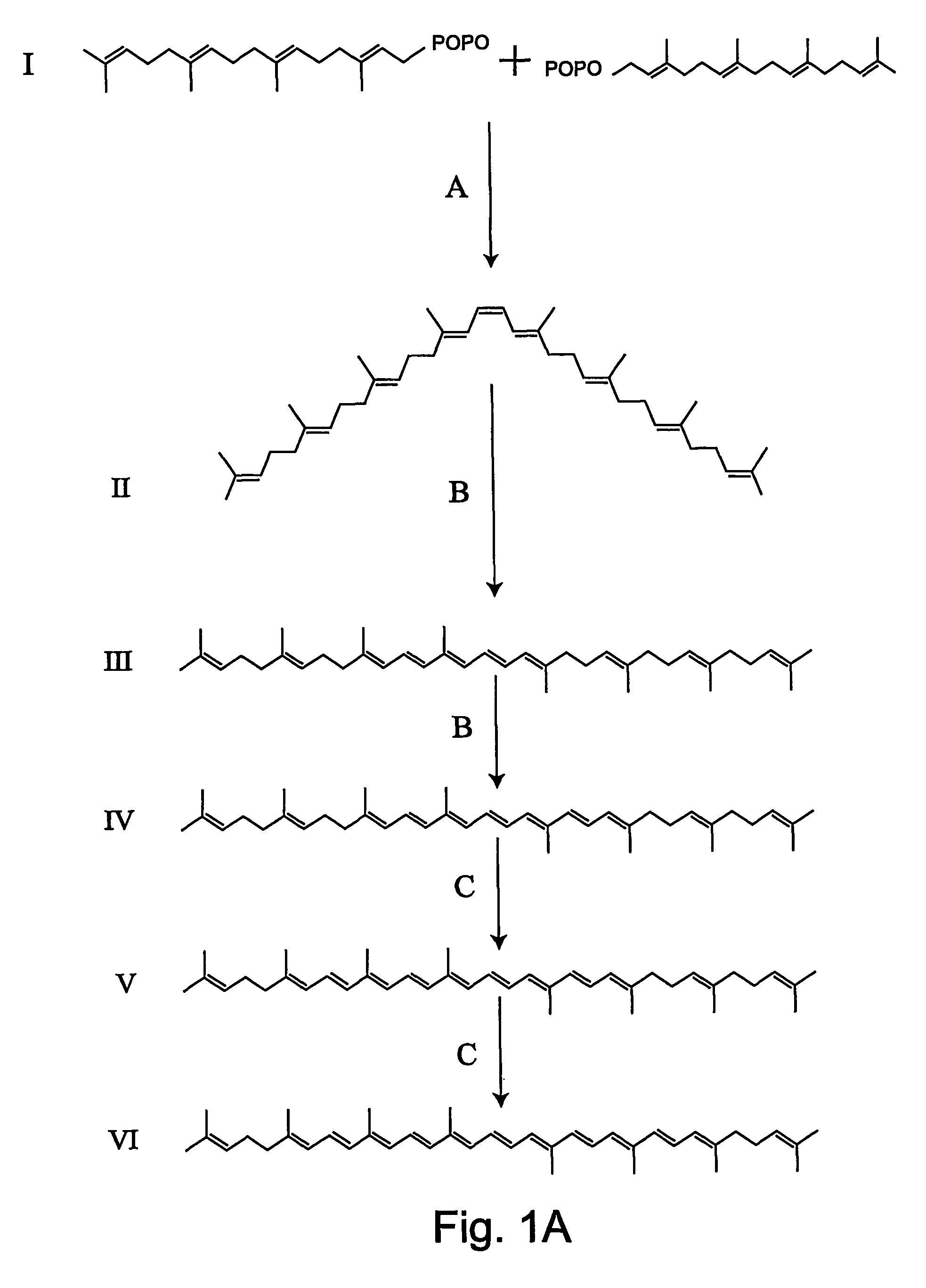 Transgenic pineapple plants with modified carotenoid levels and methods of their production