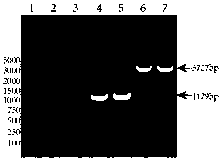 Recombinant contagious ecthyma oncolytic virus and preparation method and application thereof