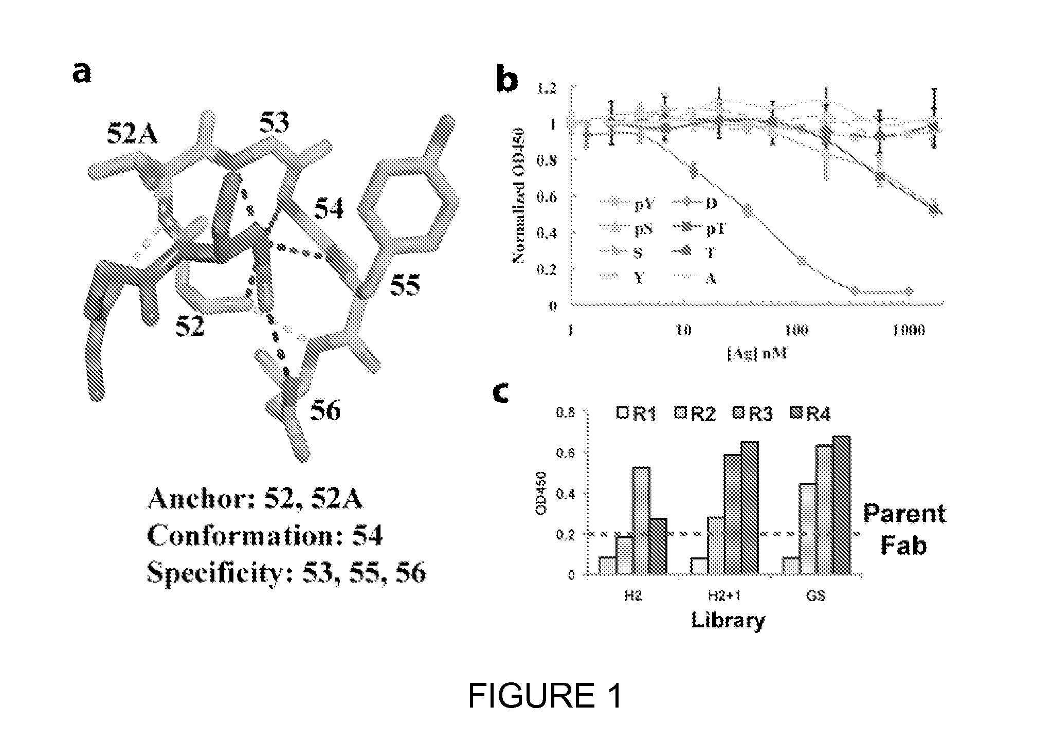 Engineered antibody scaffolds