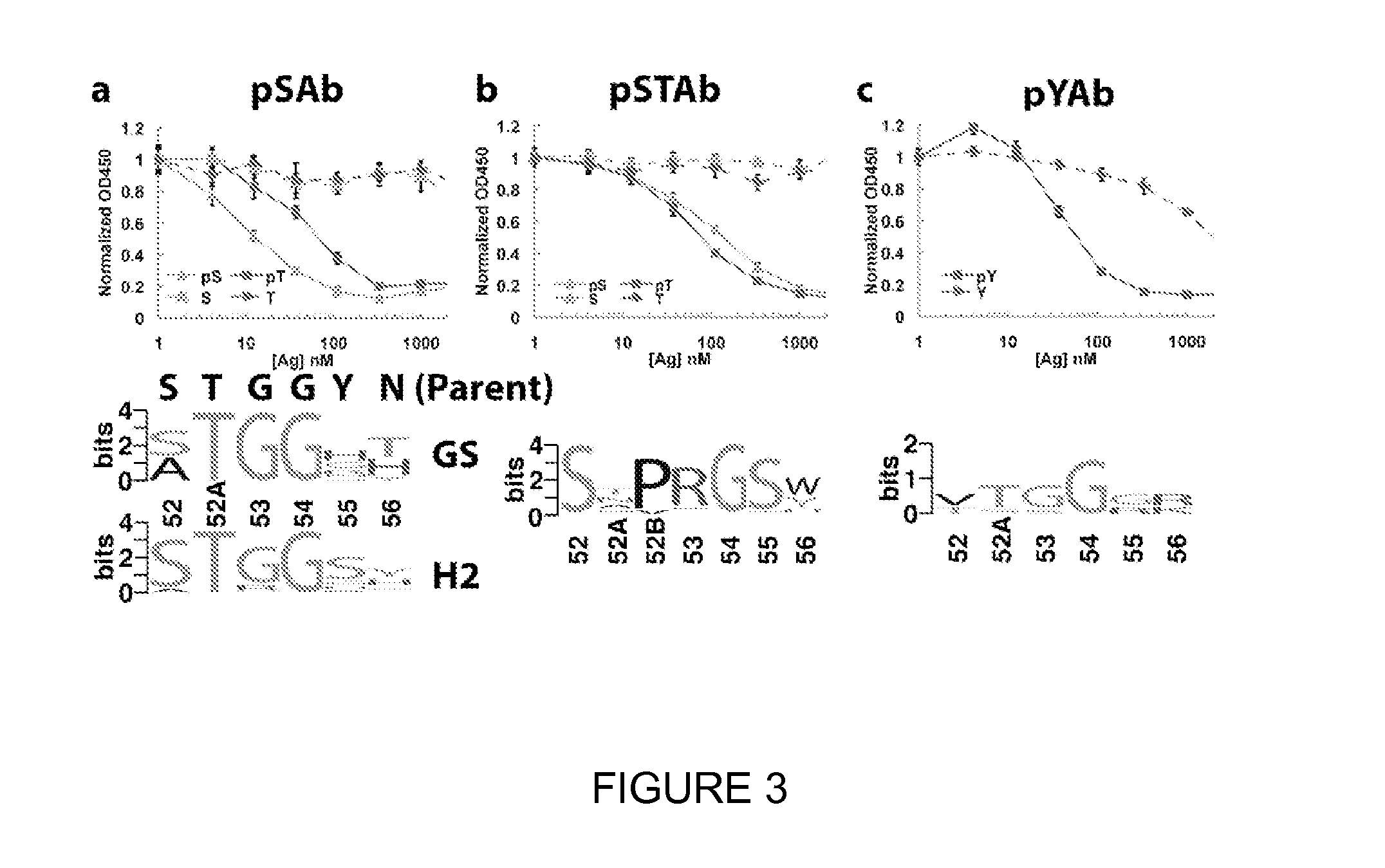 Engineered antibody scaffolds