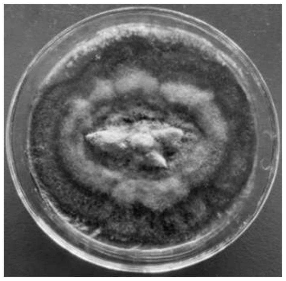 Amorocoelophoma sp. and application thereof in preparation of spirolactone derivative