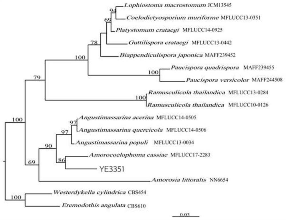 Amorocoelophoma sp. and application thereof in preparation of spirolactone derivative