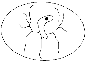 A non-destructive sex determination method for poultry embryo eggs