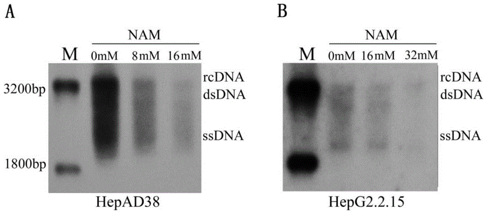 Application of niacinamide as effective component in preparation of medicine for treating hepatitis B