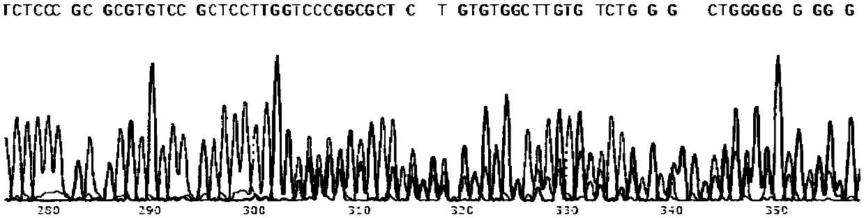 New method for gene point mutation repair