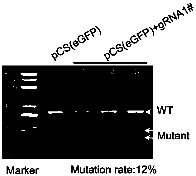 New method for gene point mutation repair