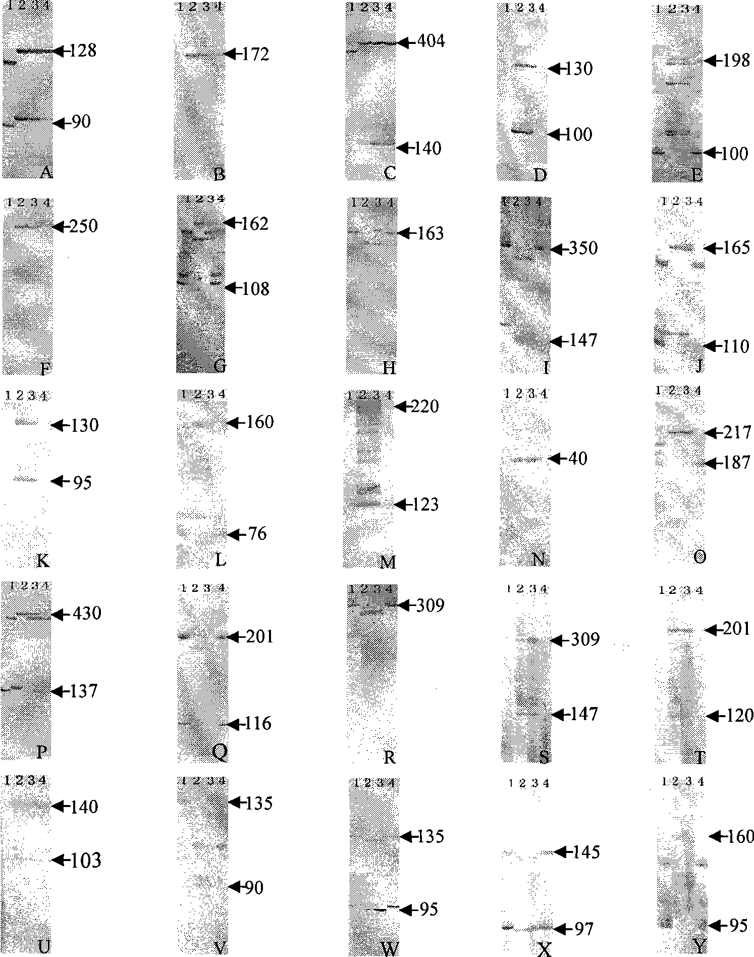 Method for identifying celery cabbage-brassica oleracea alien addition lines