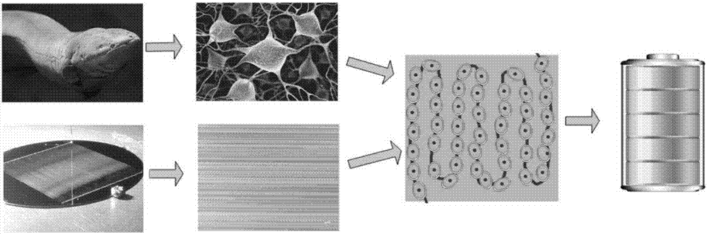 Building method of active bio-battery based on electrocytes