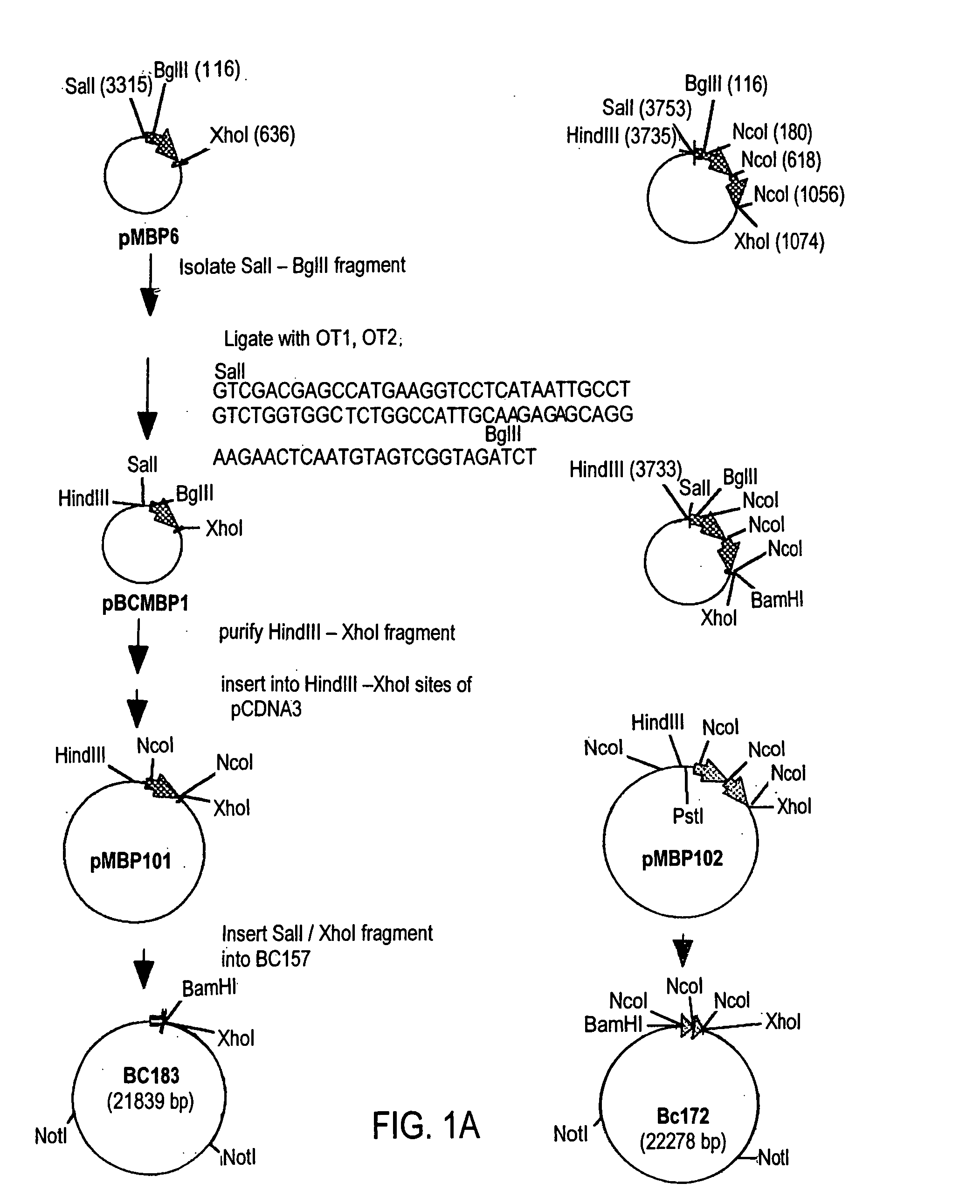 Transgenically produced non-secreted proteins