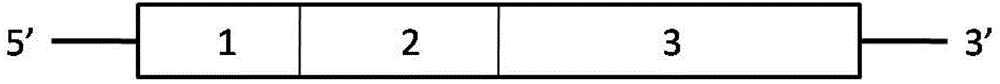 Method for detecting odor substance butanedione based on olfactory receptor sensor