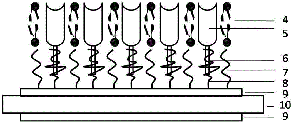 Method for detecting odor substance butanedione based on olfactory receptor sensor