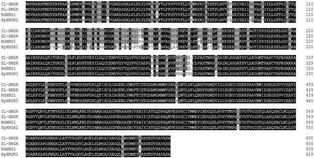 Molecular identification method of HMGR gene mRNA in pear stock-scion transfer