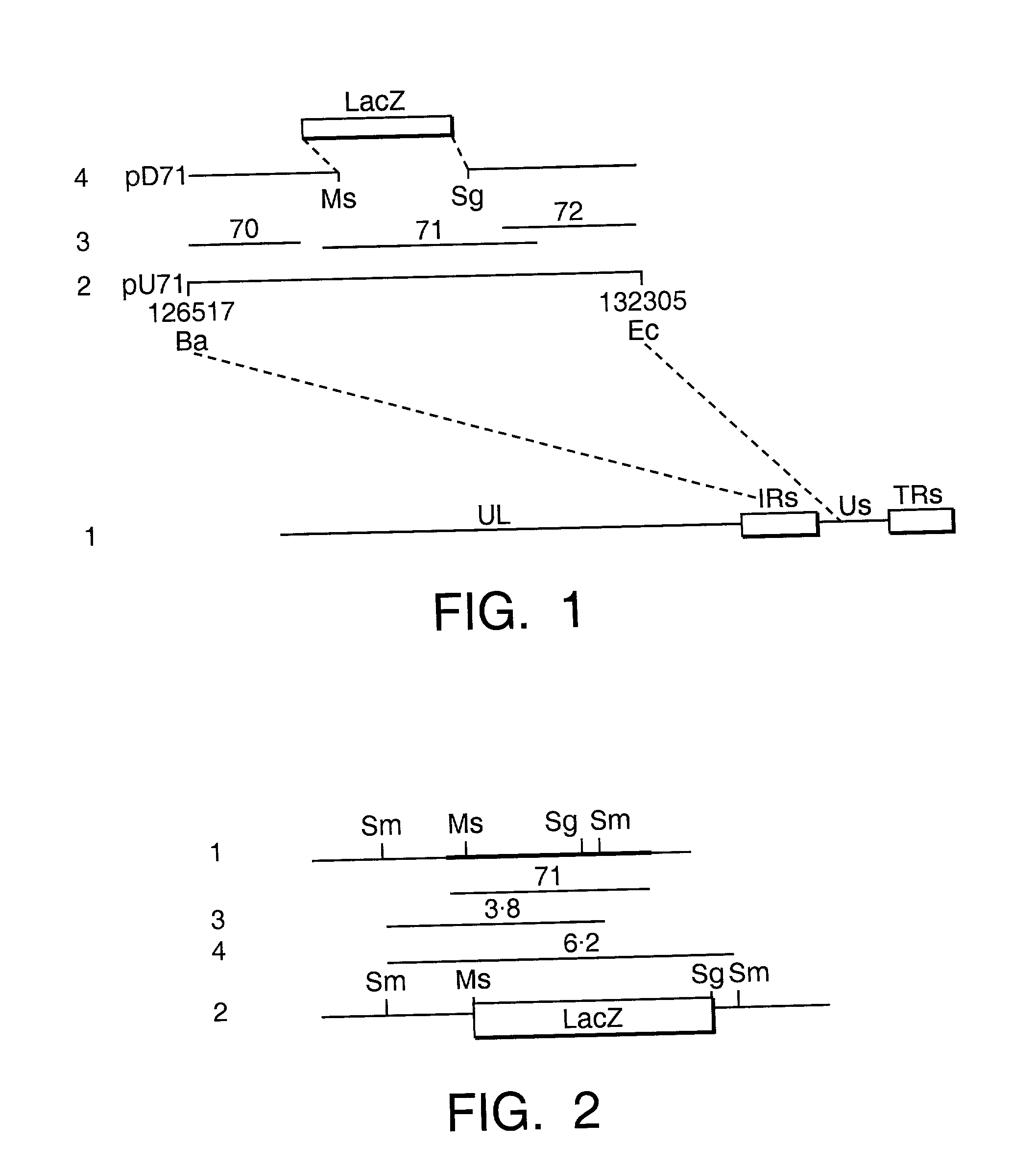 Recombinant equine herpesvirus type 1 (EHV-1) comprising a dysfunctional gene 71 region and use thereof as a vaccine