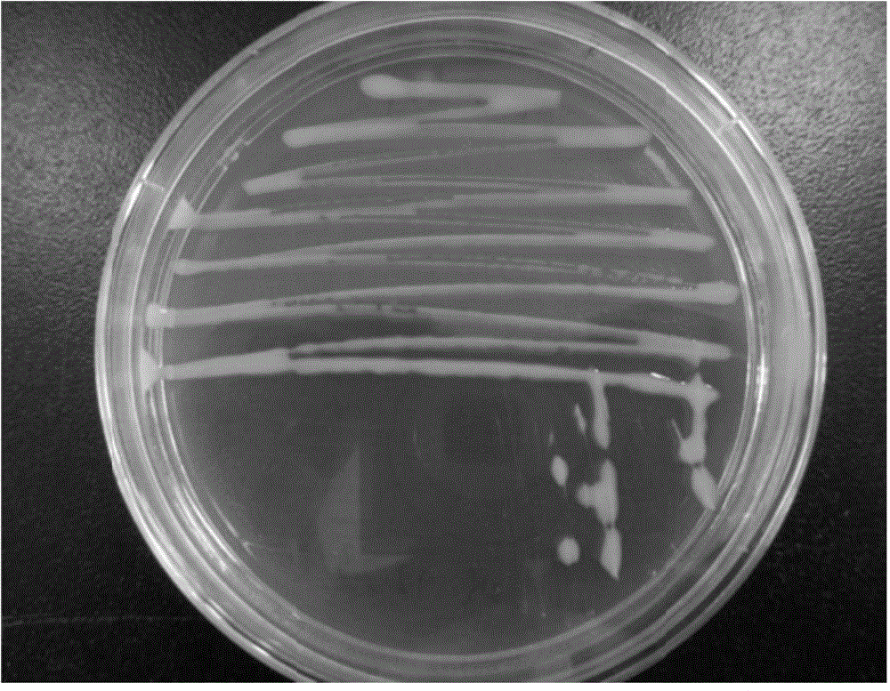 Cupriavidus sp. YNS-85 and its application in soil restoration